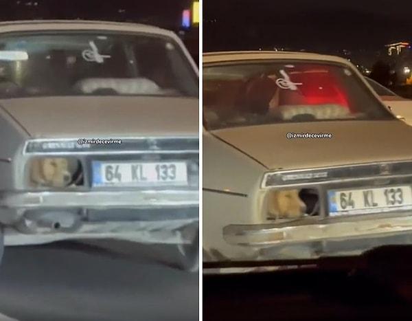 O köpeğin hareket halindeki araçtan yolu izlediği görüntüler ise sosyal medyada gündem oldu.