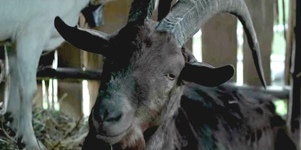 15. Black Phillip - The Witch, 2016
