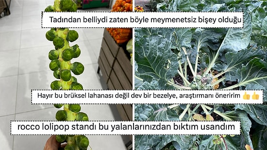 Brüksel Lahanasının Nasıl Yetiştiğini İlk Kez Gören Sosyal Medya Kullanıcıları Timeline'ı Şenlendirdi