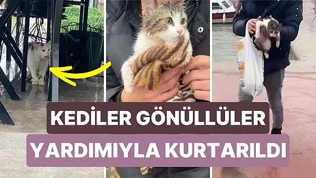 Darıca'da Fırtına Sonrası Deniz Taşınca Bölgede Yaşayan Kediler Gönüllüler Yardımıyla Kurtarıldı