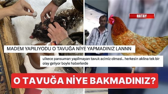 Bir Üniversitede Tavuğa Pansuman Yapılması Tavuğuna Pansuman Yaptırmak İsteyen Adamı Akıllara Getirdi