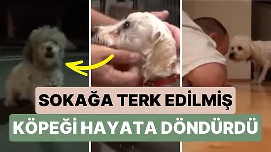 Sokağa Terk Edilmiş Bir Köpeği Evine Alıp Bakımını Yaparak Hayata Döndüren Adamın Videosu İçinizi Isıtacak