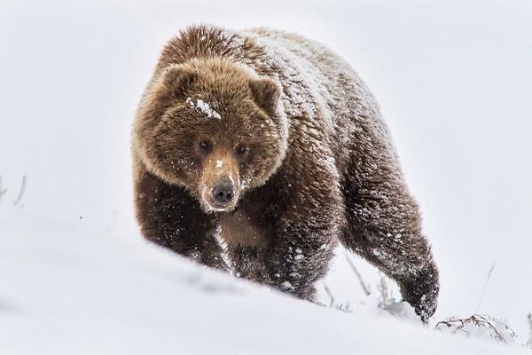Havaforum'un haberine göre kış uykusuna yatamayan ayılar, dün gece Uludağ'da görüldü.