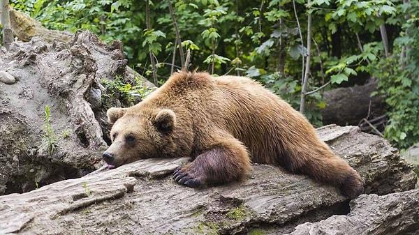 Kışın gelmesiyle birlikte ayıların kış uykusuna yattığını artık hepimiz biliyoruz.
