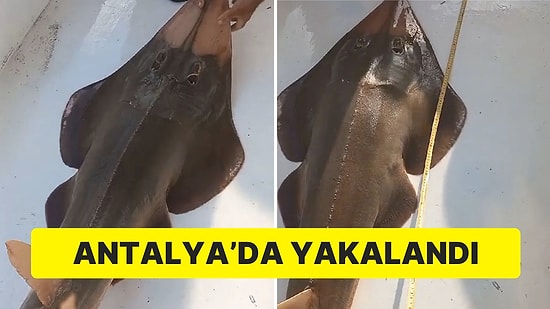 İnsan Yüzlü Balık Ağa Takıldı: Nesli Tükenme Tehlikesiyle Karşı Karşıya