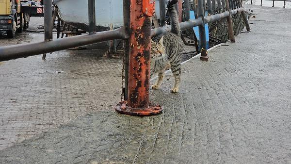 Sokak kedisi her gün geldiği limanda miyavlayarak yavrularını arıyor.