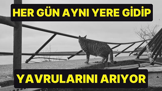 Karadeniz Ereğli’deki Şiddetli Fırtınada 6 Yavrusunu Kaybeden Kedi Her Gün Aynı Yere Gidip Yavrularını Arıyor