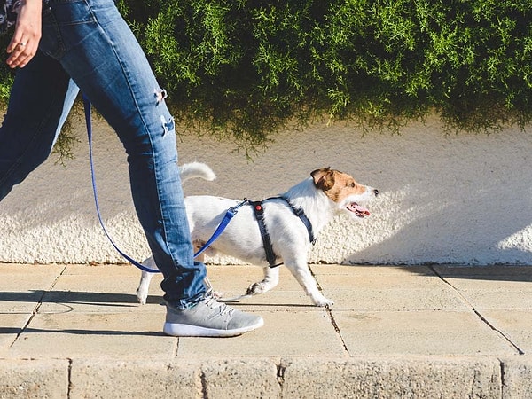 13. Köpeğinizi gezdirmeden önce elinizi kaldırıma değdirin, beş saniyeden fazla tutamazsanız, hava köpeğinizi gezdirmek için çok sıcak demektir.