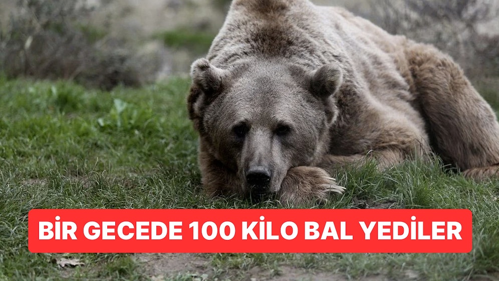 Artvin’de Ayılar Bala Dadandı: 1 Gecede 100 Kilo Bal Yediler