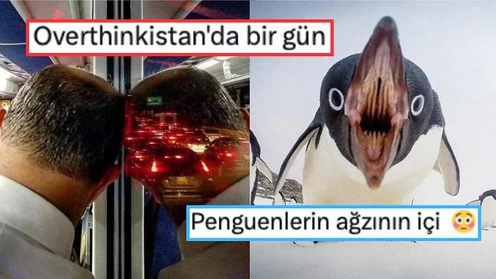 Fotoğraf Çekmek İsterken Yanlışlıkla Rönesans Tablosu Yaratan Kişilerden Muazzam Kareler