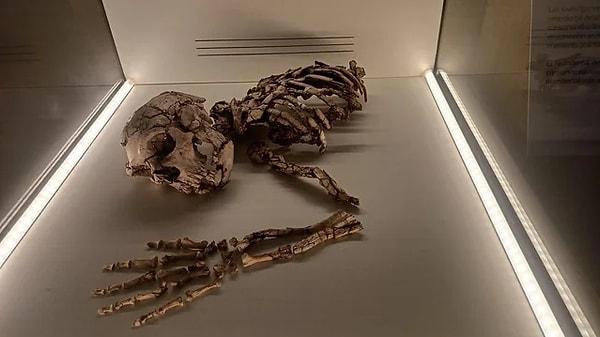 5. Homo neanderthalensis'in iskeleti 2010 yılında İspanya'nın Cova Foradada kentinde bulundu. Bu iskelet büyük ihtimalle 100.000 yıl önce bir mağarada yapılmış cenaze töreniyle gömüldü.
