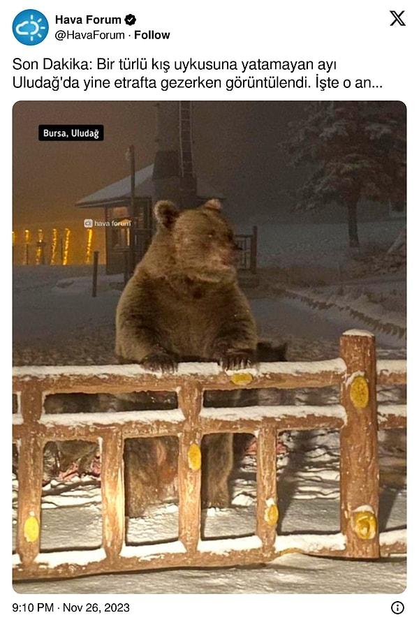 Bu akşam ise Uludağ'da kış uykusuna yatamayan bir ayı etrafta dolaşırken görüntülendi.