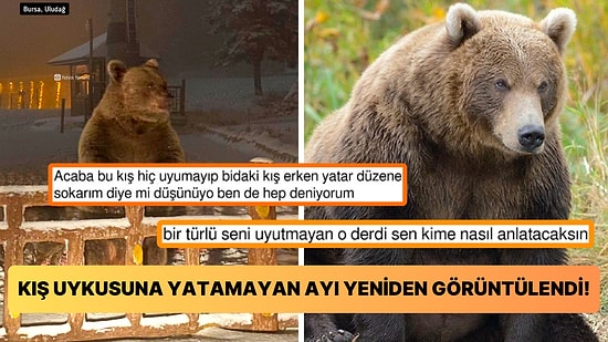 Seni Uyutmayan Şey Nedir Ayı Kardeş? Bir Türlü Kış Uykusuna Yatamayan Ayıya Gelen Yorumlar Herkesi Güldürdü