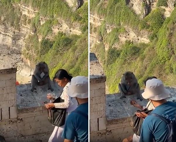Tapınağa gelen turistlerden gözlük, şapka, kamera veya telefon gibi eşyalar çalan maymunlar, daha sonra bu eşyaları yiyecek karşılığında geri veriyorlar.