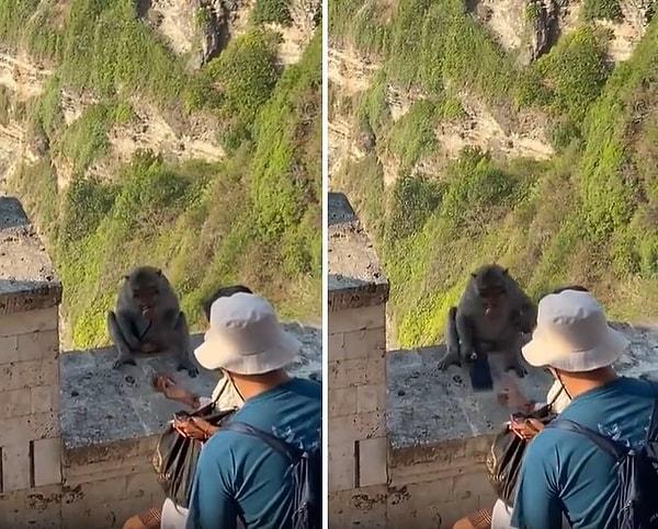 Tapınakta ve çevresinde yaşayan 4 farklı maymun grubunun birbirlerinden öğrenerek sahip oldukları bu davranış araştırmacıları da hayrete düşürürken, bölgeyi ziyaret eden turistlere de zor anlar yaşatıyor.