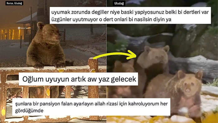 Ülkenin Ayısı Bile Dertli! Uludağ'da Uykusuz Dolaşan Ayıya Gelen Yorumlar Hepinizi Çok Güldürecek