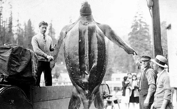 11. Kanada'nın Sunshine Coast bölgesinde yanlışlıkla bir balık ağına takılan 1200 kiloluk Deri Sırtlı Deniz Kaplumbağası. (1930)