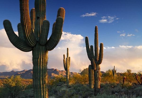 3. ABD Arizona'da kaktüs keserseniz ceza alabilirsiniz.