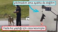 Fotoğraf Çekmek İsterken Yanlışlıkla Rönesans Tablosu Yaratan Kişilerden Muazzam Kareler