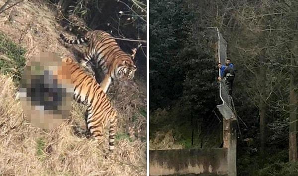 Çin’in doğusundaki Ningbo kentinde bir hayvanat bahçesinde bir adam, bilet parası vermemek için kaçak bir şekilde hayvanat bahçesine girdi.