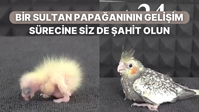 Papağanının İlk 41 Günlük Gelişim Sürecini Kaydetti: Yavrunun Günden Güne Değişimi Sizleri de Etkileyecek