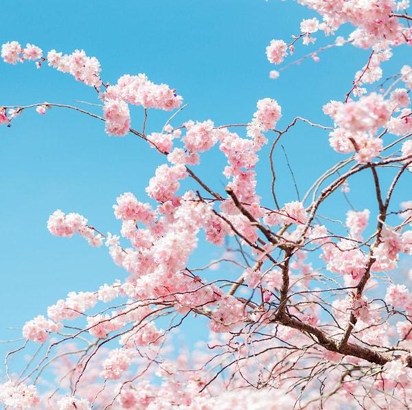 Spring Blossoms - April!