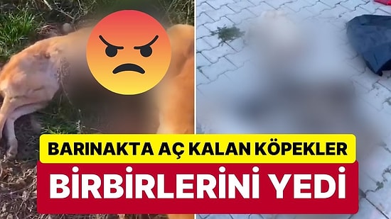 Afyonkarahisar’daki Belediye Barınağında Vahşet Görüntüler! Aç Kalan Köpekler Birbirini Yedi!