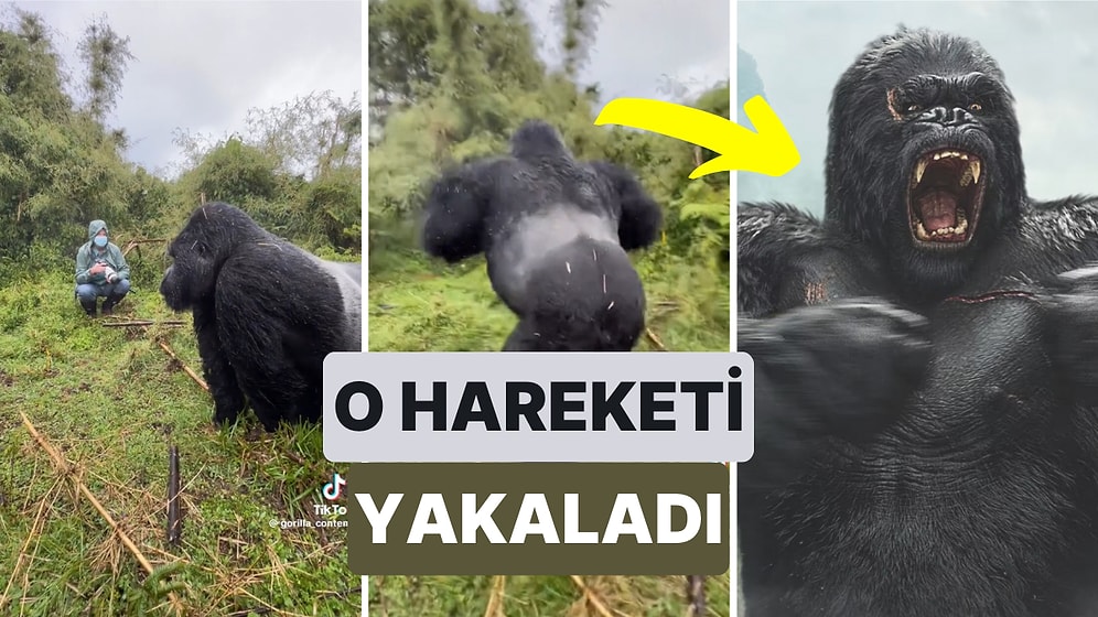 Bütün Filmlerde, Dizilerde Gördüğümüz Gorillerin Göğsüne Vurma Hareketini Canlı Canlı Kaydeden Fotoğrafçı
