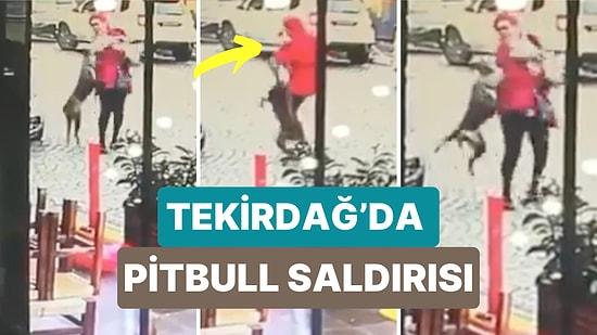 Tekirdağ'da Başıboş Bırakılan Pitbull Cinsi Bir Köpek Bir Kadına ve Kucağındaki Köpeğe Saldırdı