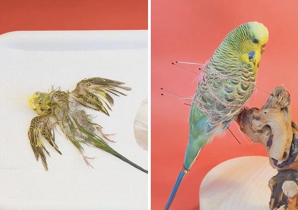 Jessica Drago isimli bir sanatçı da hayatını kaybeden kuşların nasıl doldurulacağını öğrenerek bunu bir hobiye dönüştürdü.