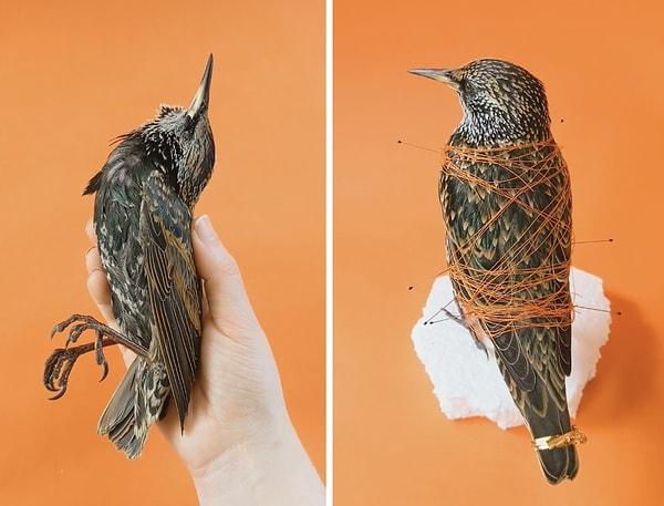 Bu işlemle birlikte o kuşlara ikinci bir hayat verdiğini söyleyen sanatçı bir kuşu doldururken izlediği bütün adımları sosyal medyada hesabından paylaşıyor.