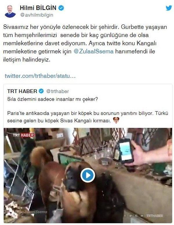 2019 yılında viral olan olaydan sonra ise Sivas Belediye Başkanı Hilmi Bilgin, köpeğin Sivas'a getirilmesi için çalışma yapacağını söylemişti. Ancak köpeğin getrilip getirilmediği ise bilinmiyor.