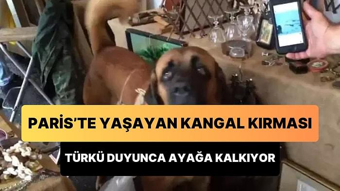 Paris'te Yaşayan Kangal Kırması Köpeğin Türkü Dinletilince Ayağa Kalktığı Anlar Yeniden Gündem Oldu