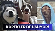 İliklerimize Kadar Donduğumuz Soğuk Kış Günlerinde En Çok Üşüyen Köpek Türleri