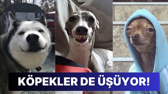 İliklerimize Kadar Donduğumuz Soğuk Kış Günlerinde En Çok Üşüyen Köpek Türleri