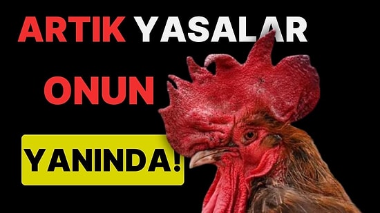 Artık Yasalar Onun Yanında! 'Vakitsiz' Öten Horozun Hakları Koruma Altına Alındı