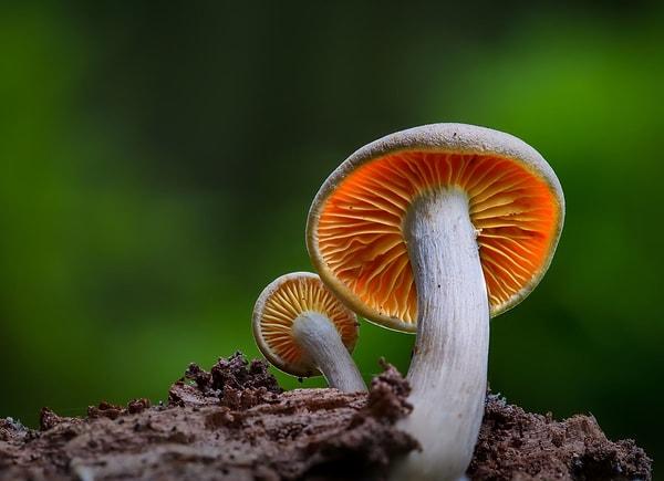 Mushrooms:
