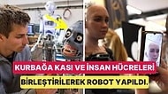 İnsan Hücrelerinden Yapılan Robotlar: Kendi Başlarına Hareket Ediyor ve Yaraları İyileştirebiliyorlar