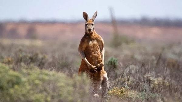 2. Kangurular tek seferde kaç metre zıplayabilir?