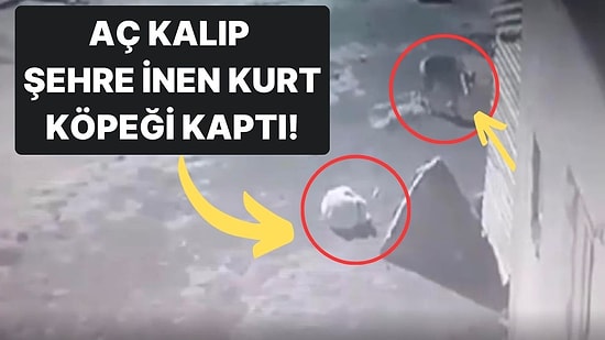 Kars'ta Kar Yağışı Sonrası Aç Kalan Kurtlar Şehre İndi: Aç Kalan Kurt Köpeği Götürdü