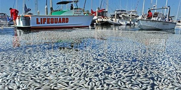 Toi Balıkçılık Derneği tarafından yapılan açıklamada, geçmiş zamanlarda da bölgede benzer olayların yaşandığını ancak bu miktarda balığın kıyıya vurmasının nadir olduğu ifade edildi.