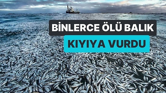 Japonya’nın Hakodate Şehrinde Binlerce Balık Kıyıya Vurdu