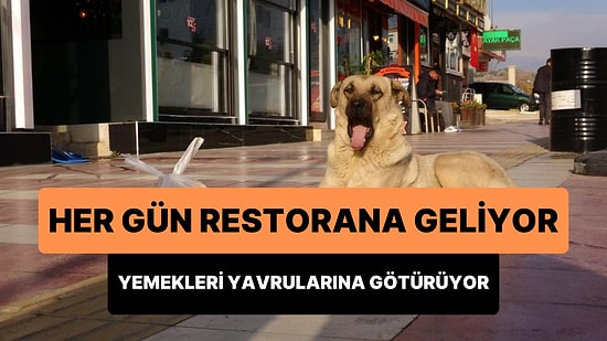 Her Gün Düzenli Gittiği Restorandan Verilen Yemekleri Yavrularına Götüren Anne Köpek