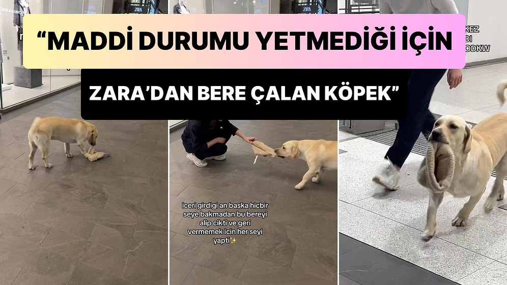 Zara'dan Bere Çalan Köpek Çalışanlara Zor Anlar Yaşattı: 'Maddi Durumu Yetmediği İçin Bere Çalan Köpek'