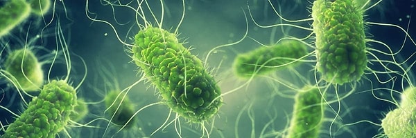 Salmonella belirtileri nelerdir:  Salmonellanın belirtileri arasında ishal, mide bulantısı, istifra ve ateş yer alıyor.