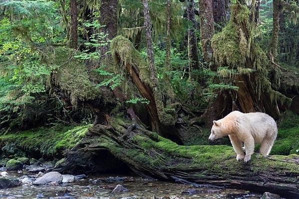 Kermode Bear (Spirit Bear)