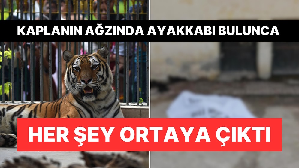 Pakistan'da Hayvanat Bahçesinde Kaplanlar Ziyaretçiyi Yedi