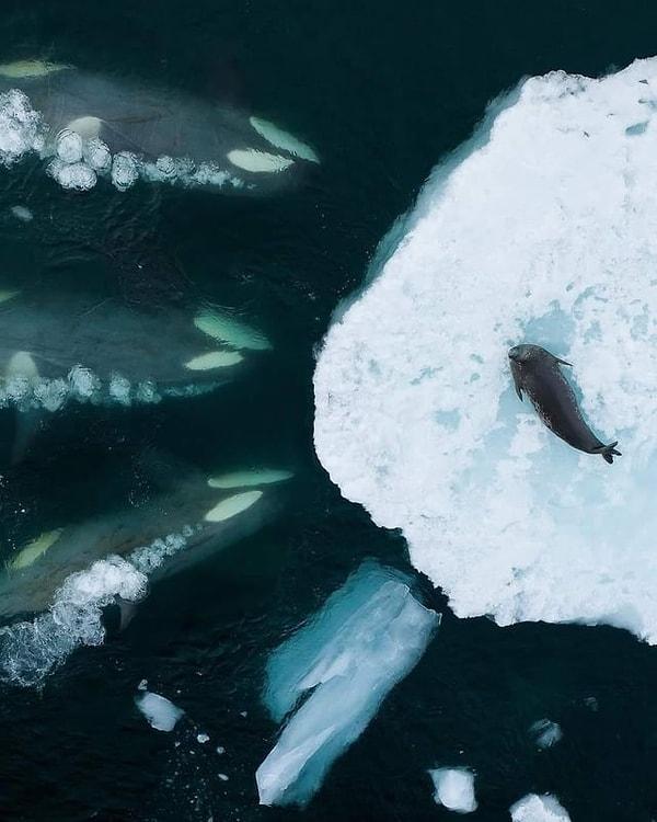 2. Bir fok balığının kabusu: