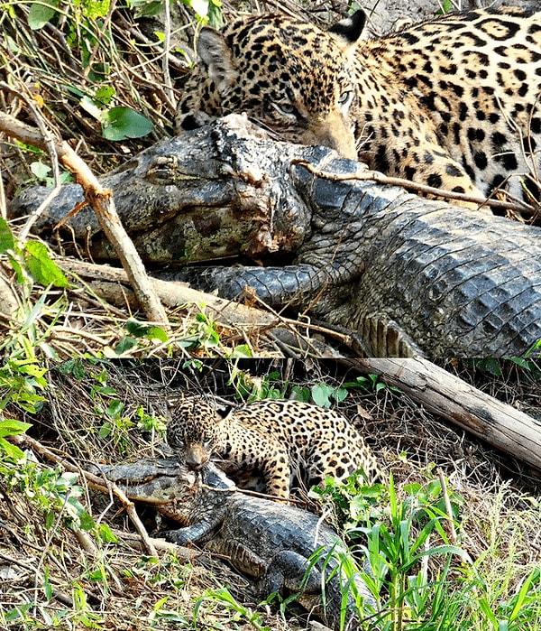 3. Bir jaguara öğle yemeği olmuş zavallı timsah: