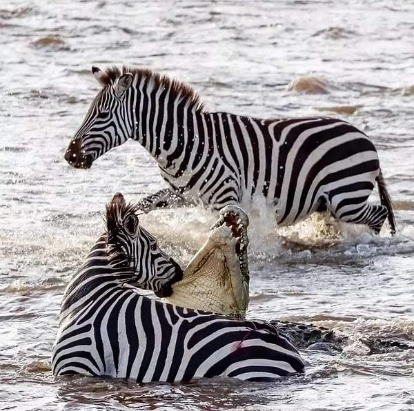 7. Kuzenlerinin intikamını timsahtan alan iki zebra:
